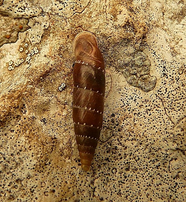 Siciliaria gibbula dal gargano